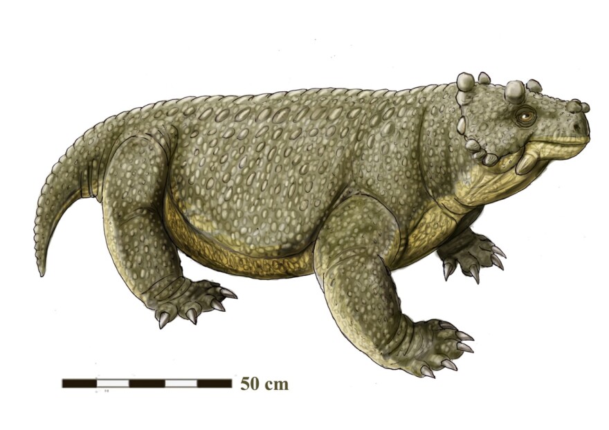 Bunostegos belongs to a group of reptile predecessors called pareiasaurs that generally had more upright rear legs.