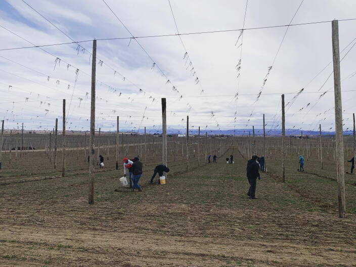 Workers prepping hop fields at Gooding Farm in Parma for the 2022 growing season.