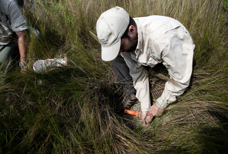 Daniel Agis, a conservation associate with the Naples Botanical Garden, collects a sample of saltmeadow cordgrass from a property on Keewaydin Island owned by Rookery Bay  on Wednesday, March 27, 2024. The plants and seeds collected as a part of the project will be used to grow more plants that can later help restore dune vegetation on other parts of Collier County's coastline. 