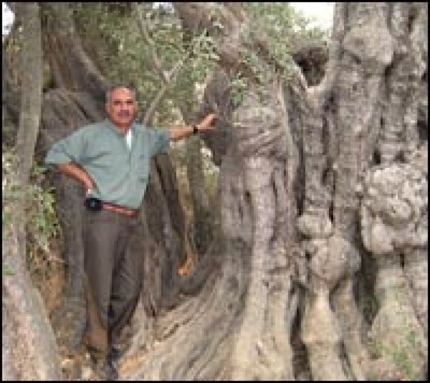 Like many Palestinians, Yousef Sharkawi is an olive aficionado. The goldsmith stands near one of the oldest olive trees in the Mediterranean region, in Al Walaja village.