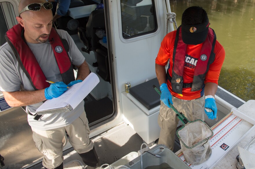 The Metropolitan Water Reclamation District of Greater Chicago surveys the city’s waterways to track the size and diversity of the fish population.