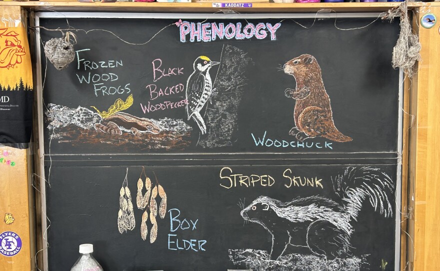 Chalk illustrations show box elder seeds, a striped skunk, a woodchuck, a Black-Backed Woodpecker, and frozen wood frogs.