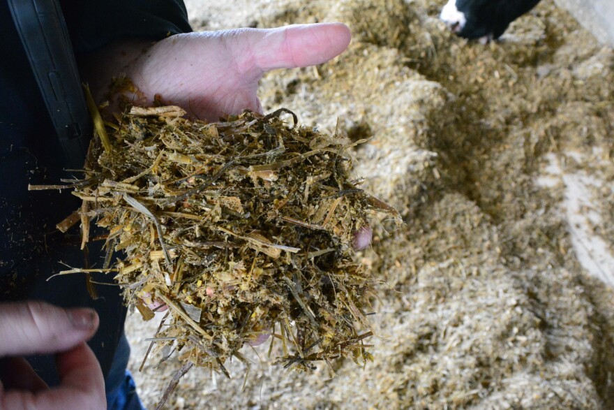 Adam Kocher holds up cow feed, which they make from alfafa. But bad weather hurt last year's crop. 