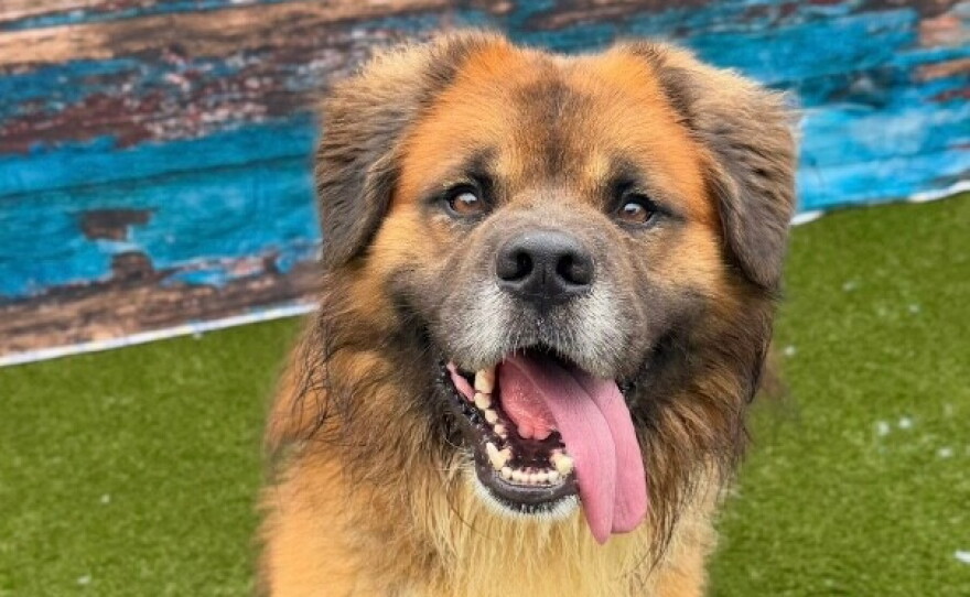 Dog sitting with tongue hanging out of the side of its mouth.