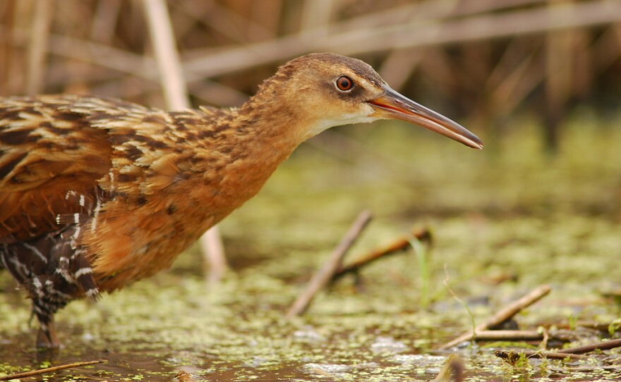 King Rail