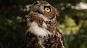 A great horned owl looks skyward