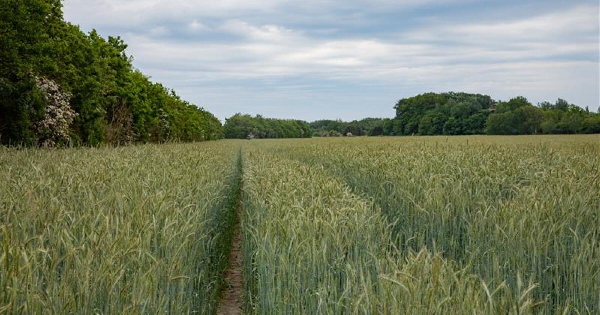 Chinese researchers charged with smuggling ‘agroterrorism weapon' to infect Midwest crops