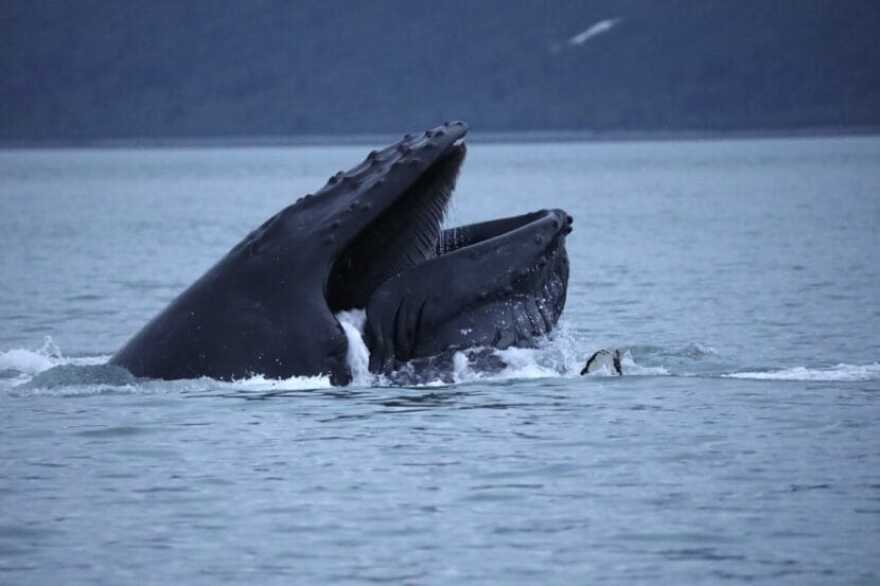 a whale