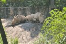 Two white rhinoceroses lounge on a makeshift dirt mound at Riverbanks Zoo and Gard