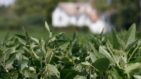 FILE - In this Sept. 7, 2018 file photo, soybean plants grow in a field in front of a farm house in Locust Hill, Va.