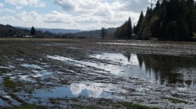A flooded cornfield in Snohomish County.