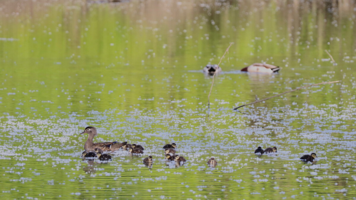 Wood Duck