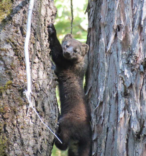 An fisher in a climbing posture wedged between two tree trunks and looking at the camera