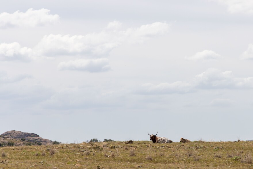 The Wichita Mountains Wildlife Refuge maintains the Texas longhorn to help preserve its cultural and historical legacy.