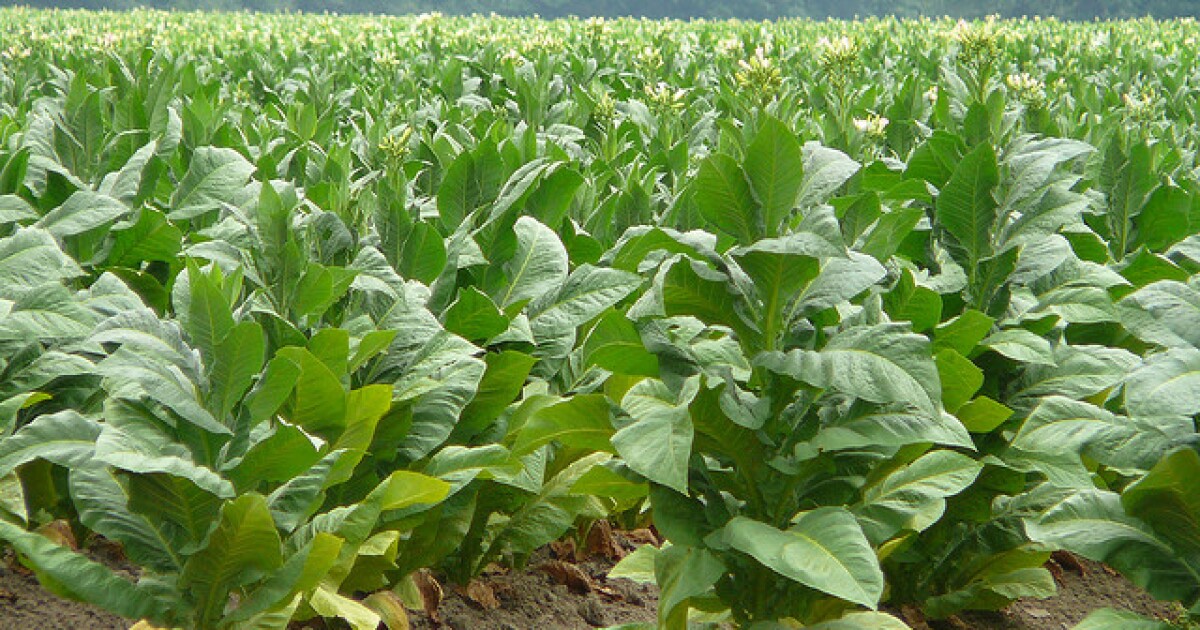 stanford tobacco prevention toolkit About | Tobacco Prevention Toolkit
