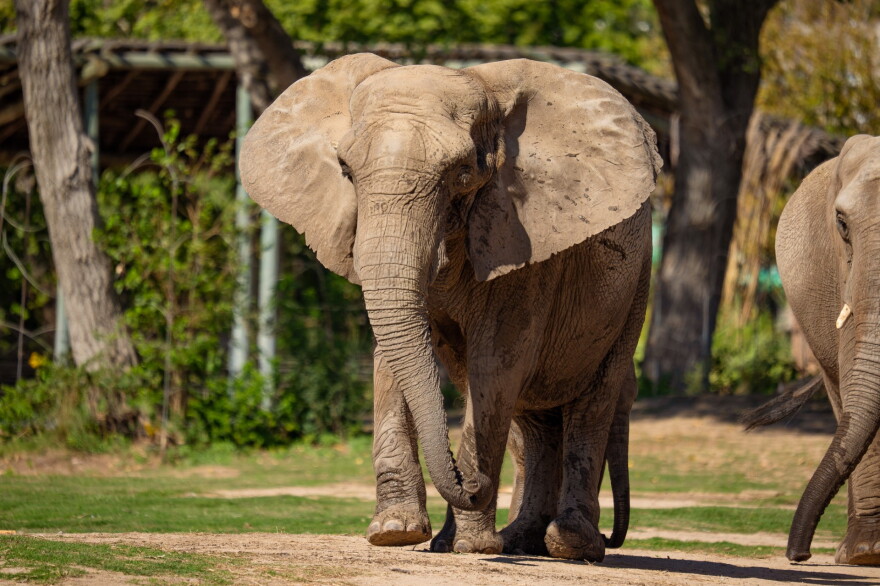 Stephanie, the matriarch of the Sedgwick County Zoo's elephant herd, died Oct. 8. At 55, she was the third-oldest African elephant in North America.