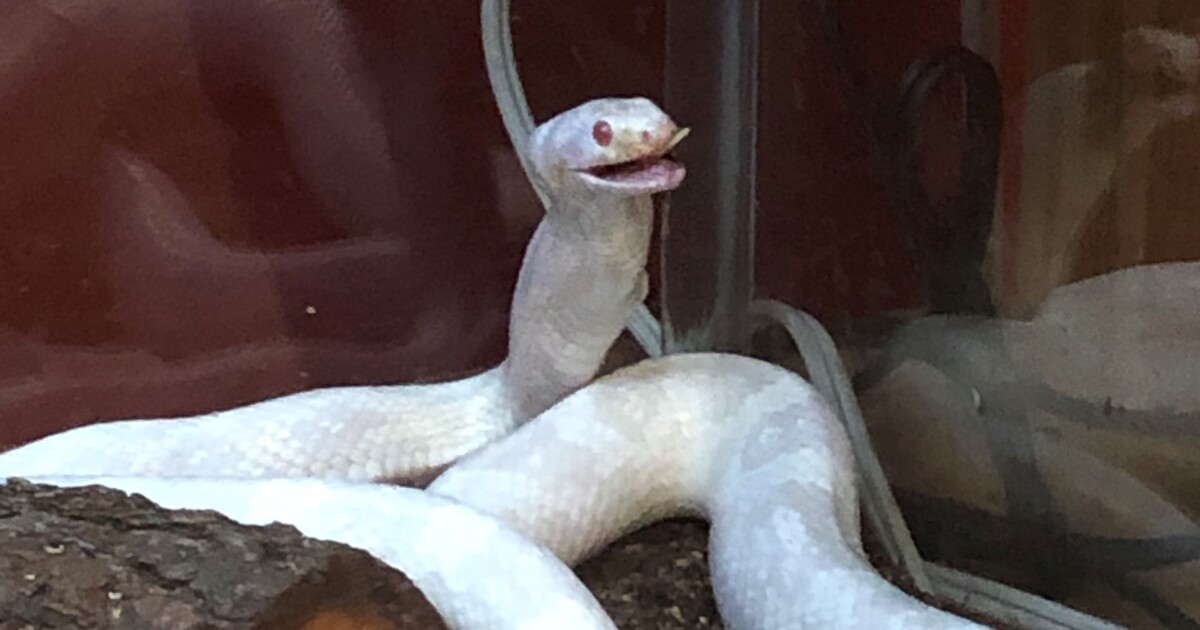 Animal Discovery: Sssnakes! Northern Public Radio: WNIJ and WNIU