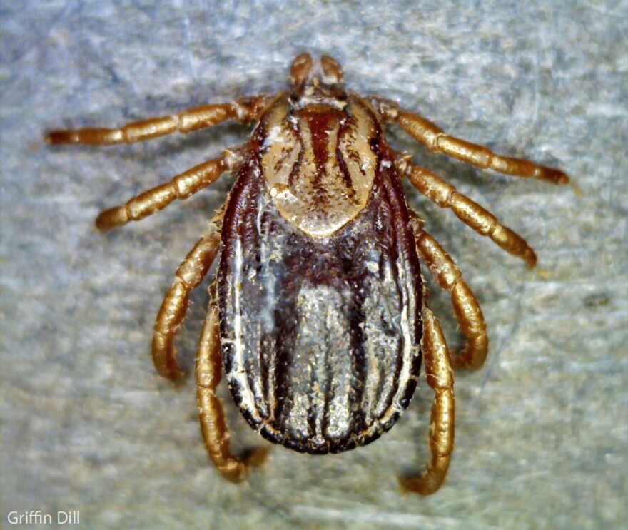 An adult female winter tick.