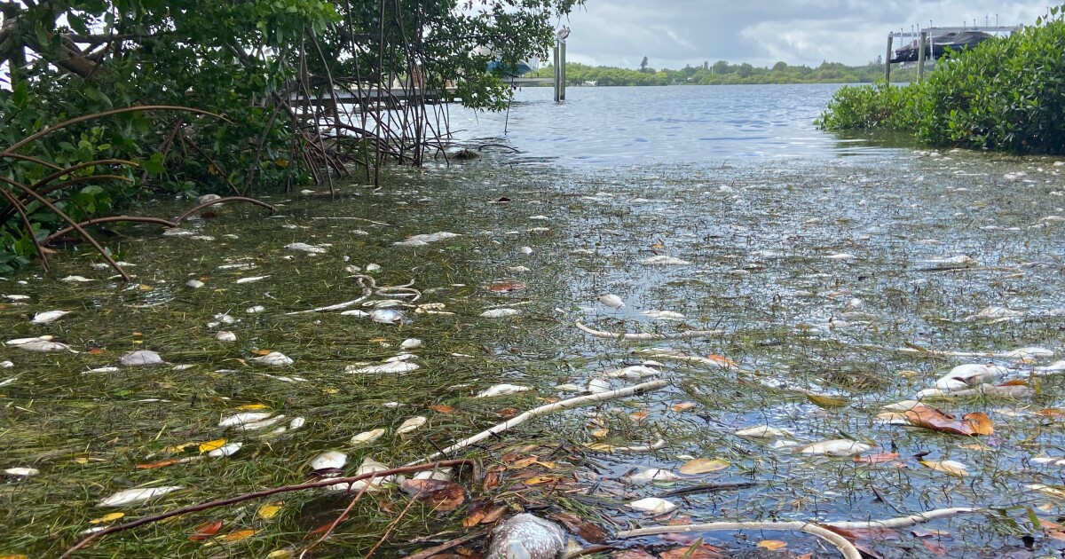 At Least 600 Tons Of Dead Fish Have Washed Up Along Tampa Bay's
