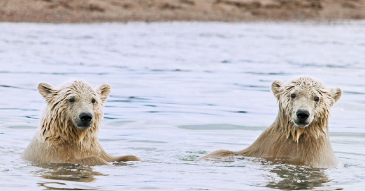 Six years after the last polar bear boat tour in Kaktovik, the community is working to bring the industry back