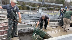 DNR staff at the Little Manistee River Weir pull up dead steelhead from holding pens on Tuesday morning. A power outage at the weir knocked out oxygen pumps for the fish holding tanks. (Vivian La / IPR )