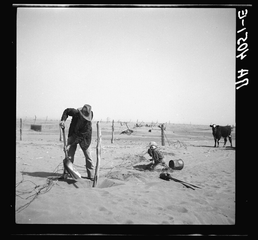 A dust bowl farmer raises a fence to keep it from being buried under blowing sand in Oklahoma.