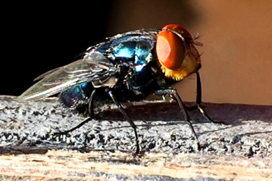A New World screwworm fly.