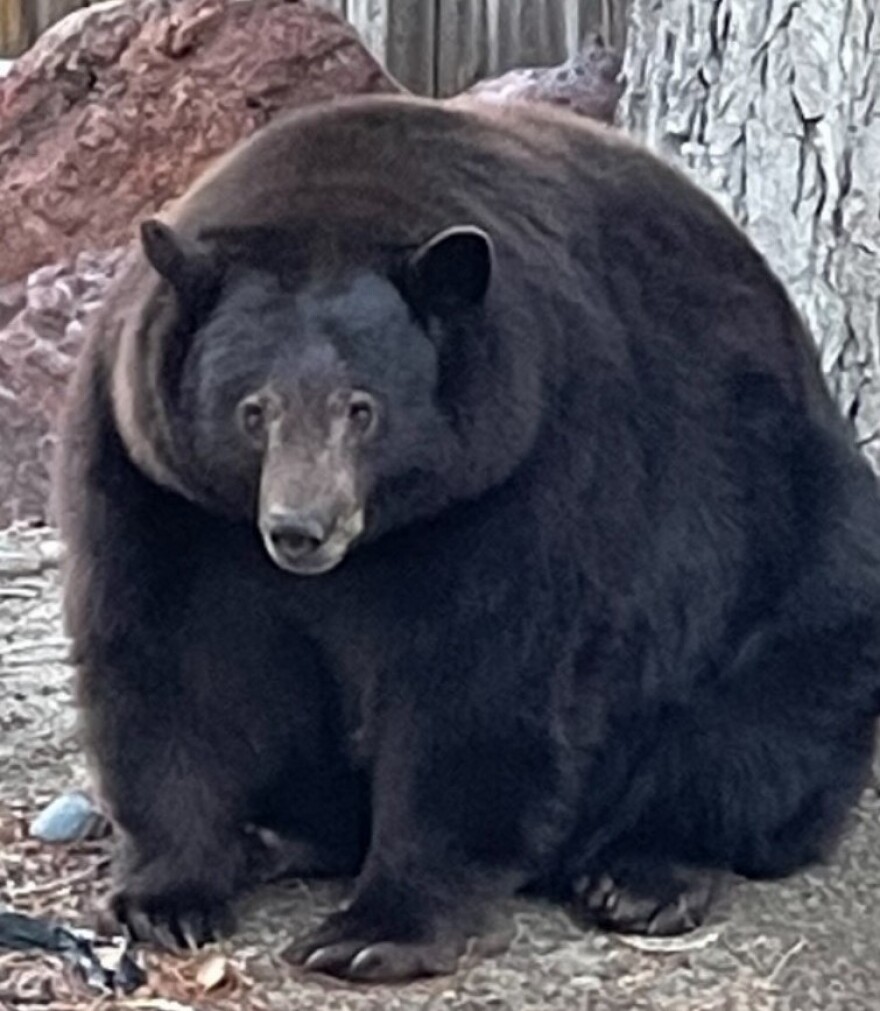 Hank the Tank is "our big bear friend who has adopted the Tahoe Keys neighborhood as his residential area," police in South Lake Tahoe, Calif., say. State officials are now trying to trap the bear, who weighs 500 pounds.