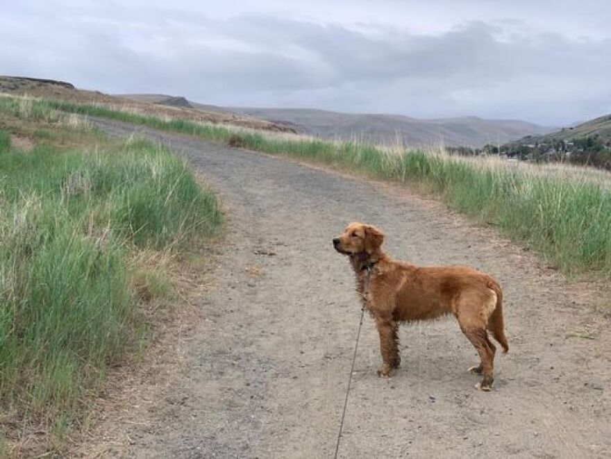 Ruth Nelson's dog, Cedar, at Gate State Park in Lewiston