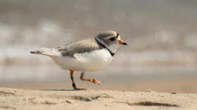  A piping plover at Fisherman's Island State Park near Charlevoix, Michigan. Piping Plovers have not nested at the site since 2004.