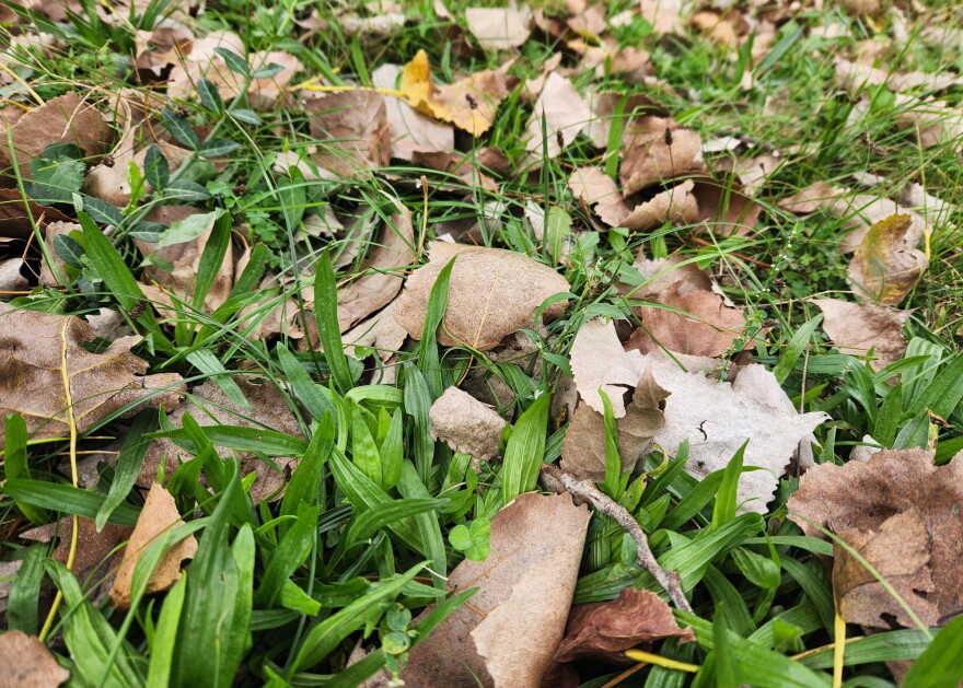 Many leaves piled in a front yard. 