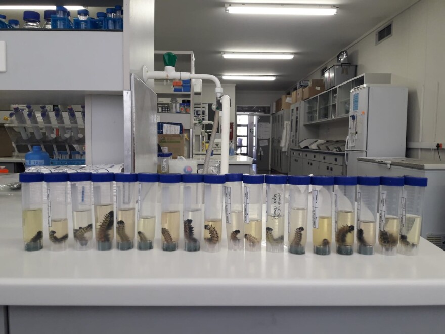 Preserved mopane worms in van Asch's lab