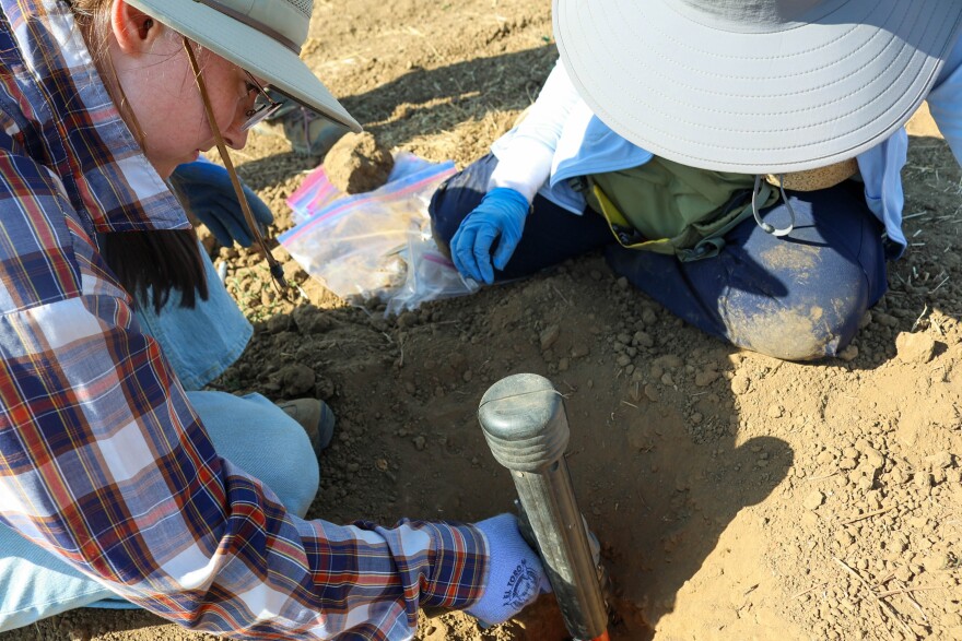 Calysta Ownby works to get the bulk density sampling tool deeper into the ground.