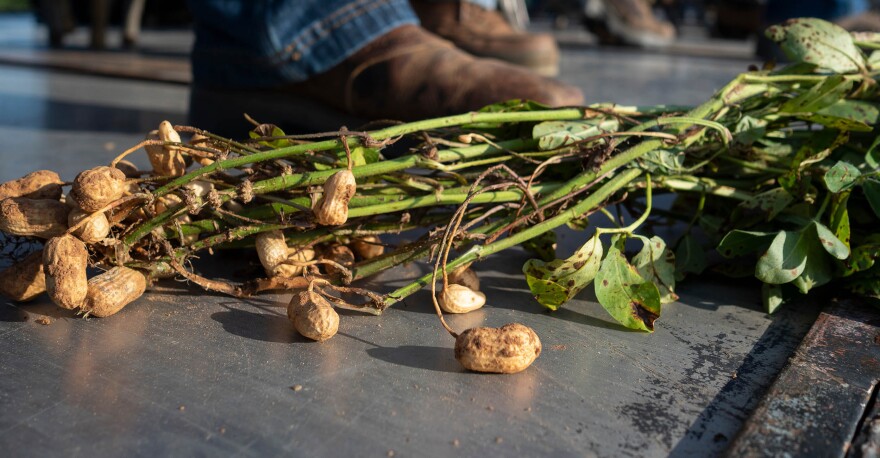 buy wasabi plants Wasabina: Wasabi Greens Organic Seeds 600 Seeds / Organic main image 0