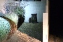 Bear euthanized 121817