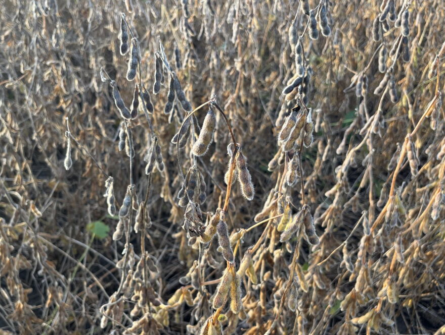 Dry, gray, soybean plants covered in pods. 