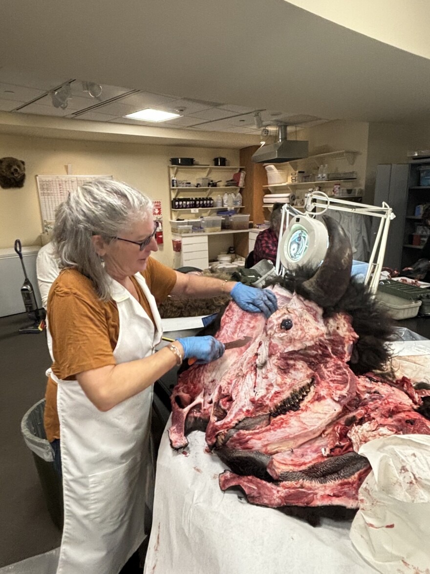 A woman skins a bison head