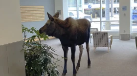 a moose in a medical facility