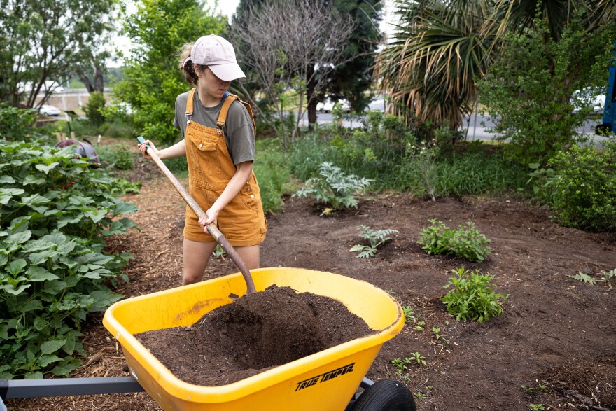 A woman in orange coverall shorts and a baseball cap is lifting compost from a yellow wheelbarrow and spreading it at the Festival Beach Food Forest in April.