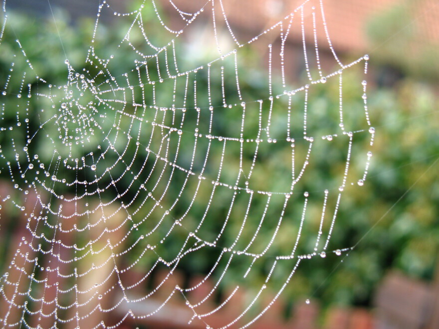 A spiderweb with droplets of dew.