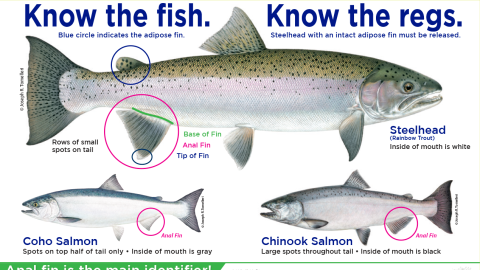 Chart of fish, showing different between salmon and steelhead