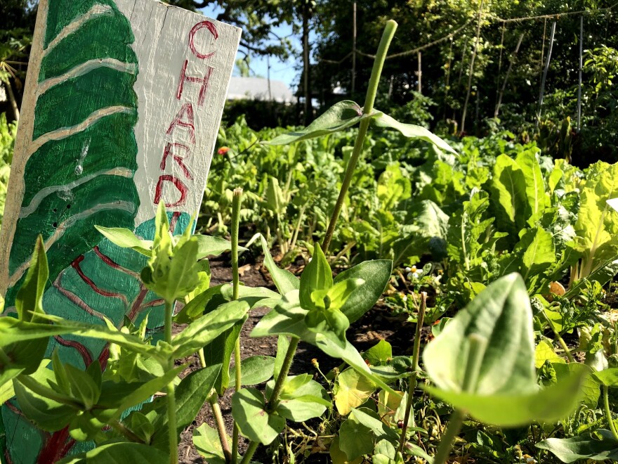 Chard plant.