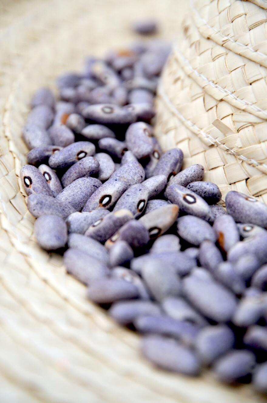 Recently harvested beans from experimental CIAT plots in Colombia.