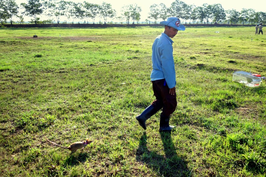 After a few hours of training and sniffing for explosives, Leyla the rat follows her handler. The rats socialize for a bit before retiring to their cages for the rest of the evening.