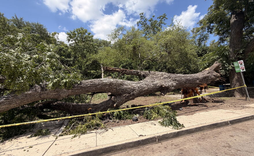 A large tree toppled outside the San Antonio Zoo after severe storms swept through the city Friday night.