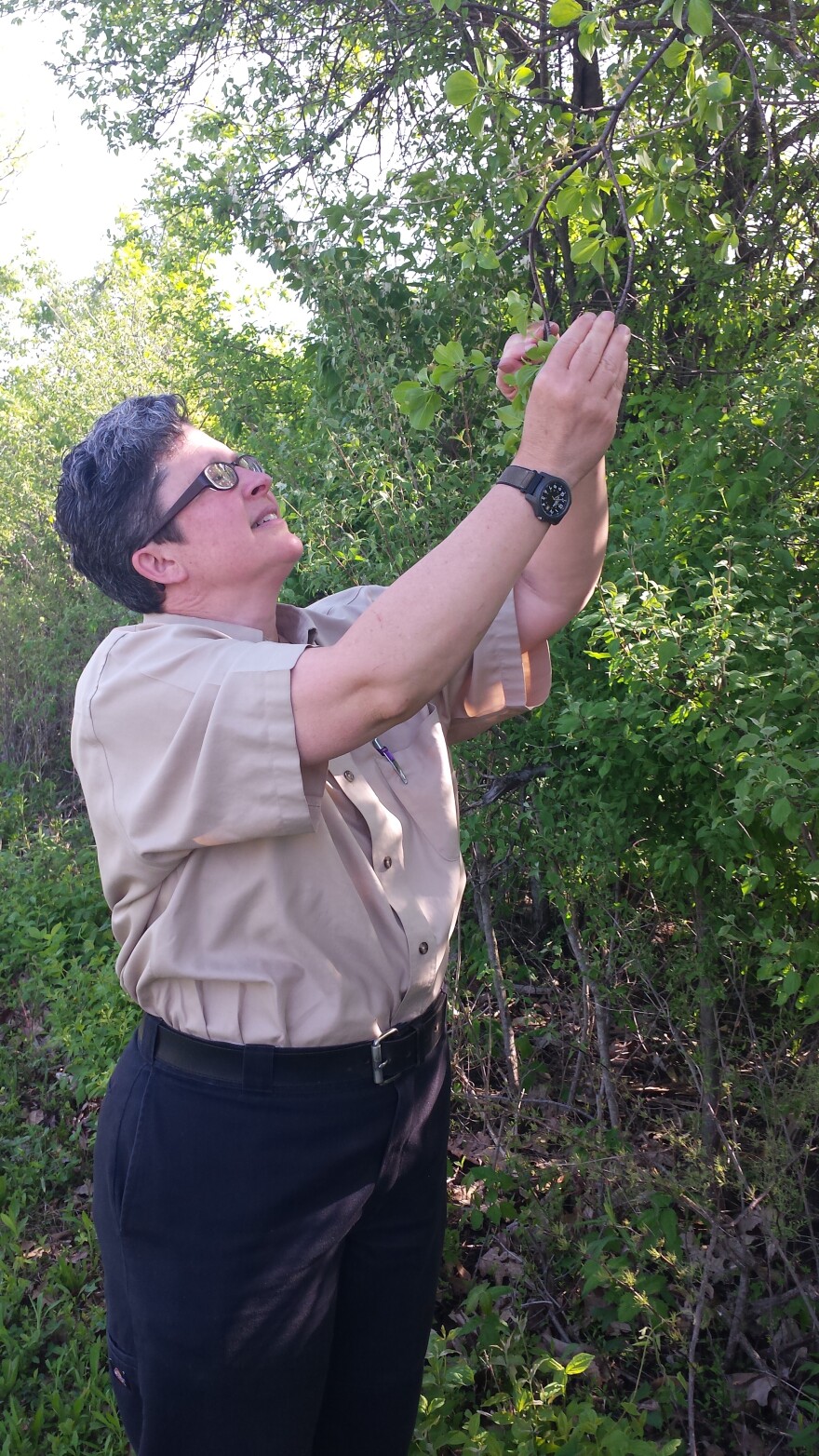 Mel Grovesnor, naturalist at Greene County Parks and Trails, looks at the ecosystem in a natural fence row.