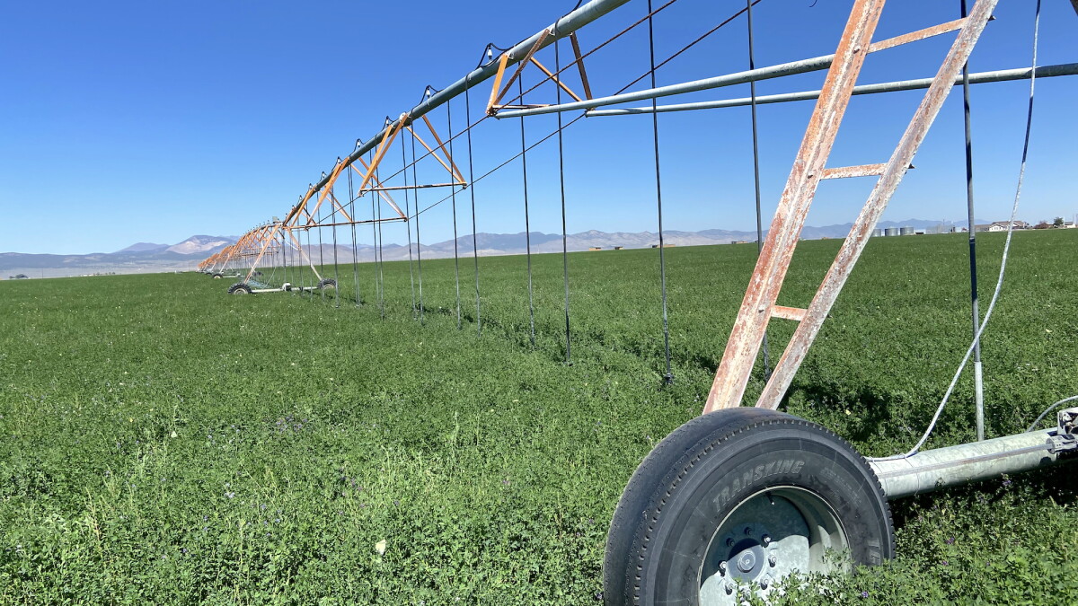 UNR professor aims to help reduce water use of alfalfa - Vimarsana News
