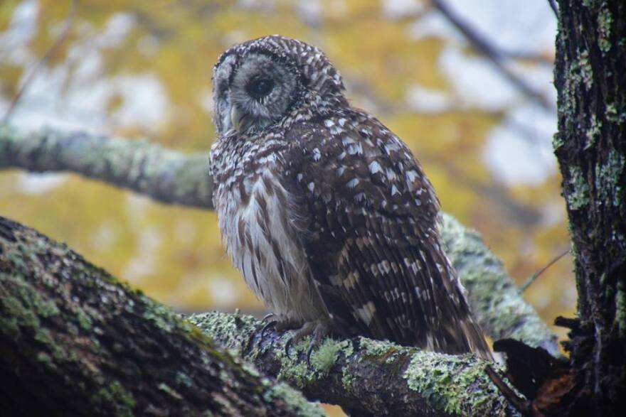 Robbie_the_Barred_Owl.jpg