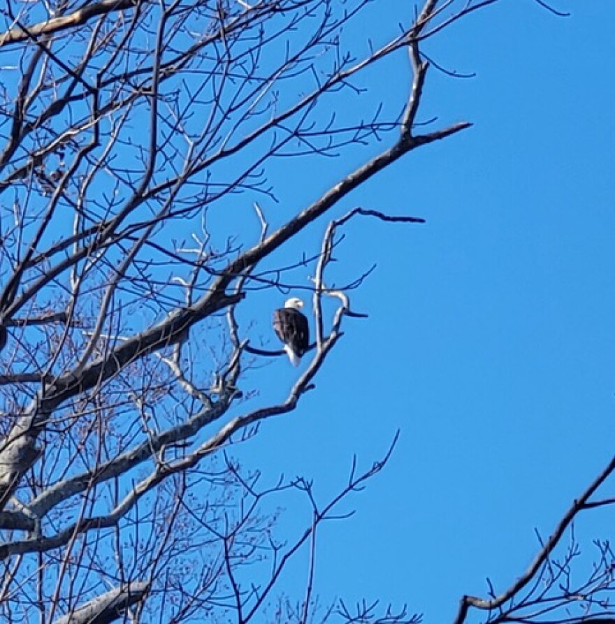A bald eagle sits in a tree.
