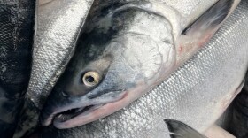sockeye salmon